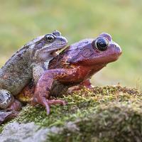 Common Frogs Mating 1 